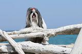 SHIH TZU 041